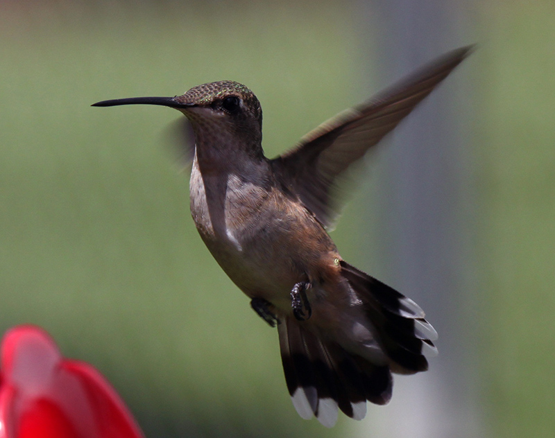 Hummingbird