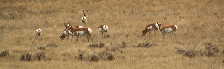 Pronghorn