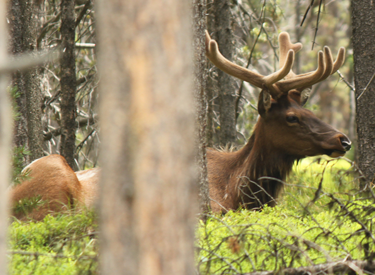 Elk in the Woods